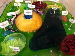 Their distinctive features include primary cell walls containing cellulose, hemicelluloses and pectin, the presence of plastids with the capability to perform photosynthesis and store starch. Dr D Explains Stuff Now This Is A Super Cool Extra Credit Art Project From One Of My Students A Plant Cell Made From Jello And Other Foods Facebook