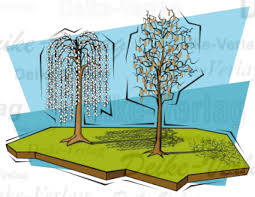 Garten Und Terrasse Salweide Und Haselnusstrauch Grafiken Illustrationen Produktart Deike Verlag Wir Liefern Inhalte