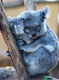 Picture This Cute Animals Cute Baby Animals Super Cute Animals