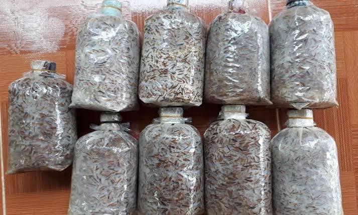 Cách trồng nấm rơm trong bịch đúng kĩ thuật tại nhà