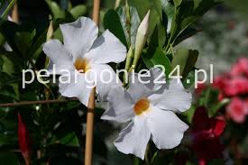 Image result for mandevilla obrázek