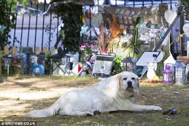George Michael S Beloved Dog Abby Pines For Her Master At His Shrine George Michael Labrador Labrador Retriever