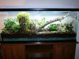 55 Gallon Pdf Vivarium Build Vivarium Frog Terrarium 55 Gallon