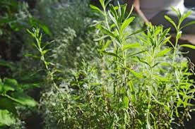 Keeping mosquitoes away at night can be difficult, especially if you want to do it in a natural way with a home remedy. 6 Mosquito Repellent Plants To Keep Pests Away Angi Angie S List