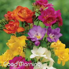 Pin By Arzoo Jamwal On Good Morning Quotes Freesia Flowers Planting Flowers Beautiful Flowers