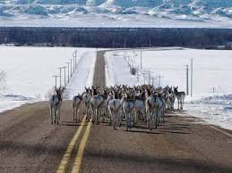 Great Falls Montana Winter Google Search Great Falls Montana Big Sky Montana Montana Winter