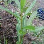 Image result for Landolphia lanceolata