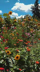 Wildflower Field In Nature On Sauvie Island Oregon An Immersive Guide By Mia Belle Skin Apothecary