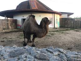 The name of a publisher as it appears on a particular set of books. Spring Day Whis Camel Steemit