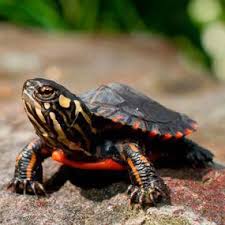 These can be placed in the water or clipped to the side of the tank with a suction cup clip sold in the fish department at the pet store. Baby Eastern Painted Turtle Turtle Painting Slider Turtle Pet Turtle