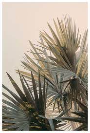 4k and hd video ready for any nle immediately. Palm Tree Print Palm Glow Tropical Art Travel Photograph Tropical Print California Florida Photograph Oversized Art Beach Decor Tropical Art Palm Tree Print Oversized Art