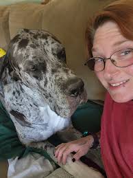 Great Dane pet discussion with moose-like features