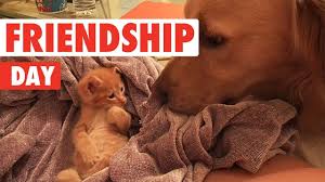 Add the following css to the header block of your html document. International Day Of Friendship Funny Unlikely Pet Friendship Video Compilation 2017 Funny Pet V Friendship Video Friendship Funny Funny Animal Pictures