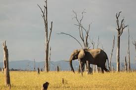 Image result for Adenia karibaensis