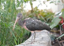 De rode ibis nestelt in de mangroves, de wortelboombossen langs de estuaria die zout of zilt water verdragen. Juveniele Rode Ibis Vogel Natuur Gratis Foto Op Pixabay