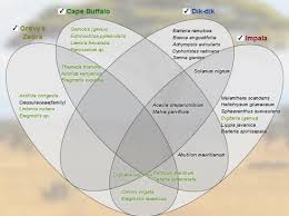 Image result for Achyropsis