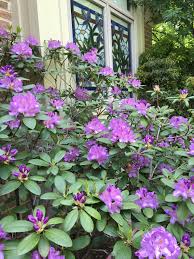 Rhododendron Catawbiense Boursault Tuin