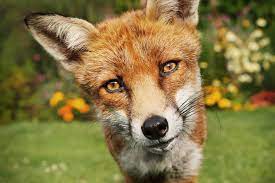Sign in to stream full episodes of your favorite fox shows online and watch live tv. Fox And I Review Something Wild Wsj