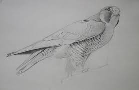 Sketching Peregrine Falcon Birds From Life Lori Mcnee Fine Art Tips Keep the feather direction in mind when drawing in your lines. sketching peregrine falcon birds from