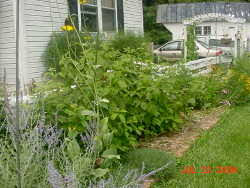 Plants are more disease resistant. Okay So You Have Raspberries Blackberries Or Other Brambles How Do You Control Them With A Bramble Trellis Dave S Garden