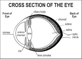 Uveitis In Veterinary Ophthalmology Wsava2007 Vin