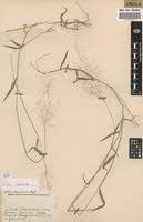 Image result for Melinis tenuissima