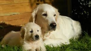 I am selling my puppies i have five girls three fully white and 2 color once all with blue light eyes i am selling for 750 each and i am located in portland oregon only pick. Labrador Retriever Dog Breed Information And Traits Petmoo
