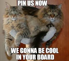 Catsmemes Funny Animal Pictures Cat Memes Cats Funnycatsjust Like Cat Funniest Animals Cat Fun Cat Fun Funny Cat Memes Funny Animal Pictures Cat Memes