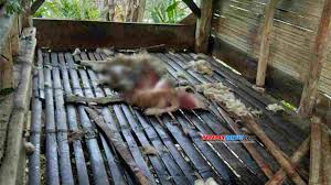 We did not find results for: Mangsa Ternak Kawanan Anjing Hutan Di Langkaplancar Pangandaran Resahkan Warga Harapan Rakyat Online