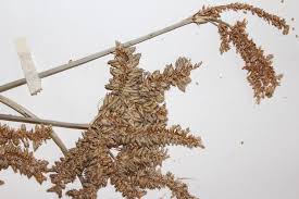 Image result for Cyperus alopecuroides