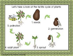 Plant Life Cycle Teacher Book Minibook Anchor Chart Craftivity