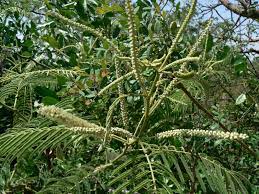 Black Cutch Acacia Catechu Flowers And Leaves India Feedipedia