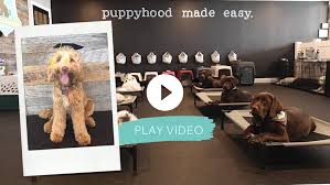 We did not find results for: The Puppy Academy