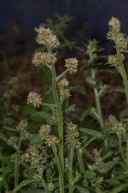 Image result for Gnaphalium purpureum