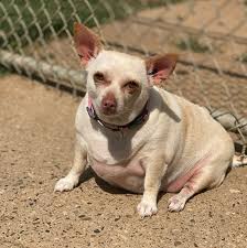 Image result for chihuahua big obesity