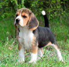 Virginia State Dog American Foxhound Canis Familiaris Harrier Dog Foxhound Puppy The Fox And The Hound