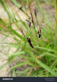 Image result for Capillipedium