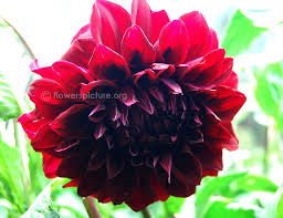 Dahlia Shadowcat Shadowcat Dahlia Dahlia Hybrida