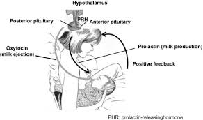 Milk Production An Overview Sciencedirect Topics