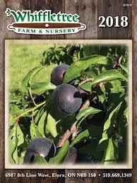 Do you have any idea what this even is? Hansen S Hedge Rugosa Rose Large Red Edible Hips Unusual Fruit Tree Live Plant Yard Garden Outdoor Living Patterer Home Garden