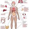 Internal organs diagram diagram of internal organs from the back electrical wiring diagram. 1