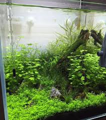 10 Best Freshwater Aquarium Plants For Beginners Goruntuler Ile Akvaryum