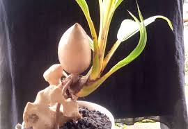 Ubah Nilai Jual Lebih Tinggi Suharno Kembangkan Bonsai Kelapa Pidjar Com