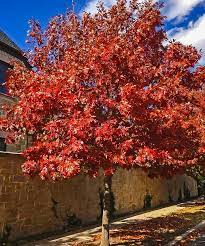 Shumard Red Oak Trees For Sale Online The Tree Center