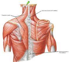 Shoulder diagram to mainly explain you about how your shoulder work and to describe every inner part of your shoulder including muscles, joints, and every human has a body part called shoulder. When Claire Meets Jamie Or How To Fall In Love While Reducing A Dislocated Shoulder Joint Shoulder Muscle Anatomy Muscle Diagram Muscle Anatomy