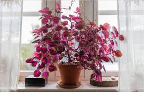Image result for Coleus eminii