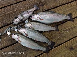 Green Lake Trout Fishing In Seattle Riptidefish