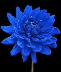 Real Black And Blue Flowers Blue Dahlia Flower Black Background By Natalie Kinnear Dahlia Flower Blue Flowers Beautiful Flowers