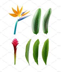 Transparent Bird Of Paradise Flower Drawing Bird Of Paradise And Red Ginger Ginger Flower Birds Of Paradise Flower Birds Of Paradise