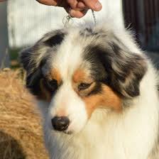 The australian shepherd, or aussie, is a breed of working dog that is actually more american than australian. Sanpasho Australian Shepherds Home Facebook